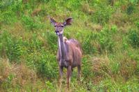 Ausflug nach Cape Vidal - Kudu &ndash; &copy; Annett Müller (Eberhardt TRAVEL)