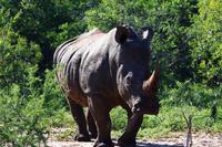 Breitmaulnashorn &ndash; &copy; Annett Müller (Eberhardt TRAVEL)