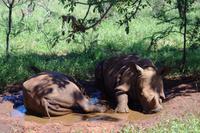 Nashorn Nachwuchs &ndash; &copy; Annett Müller (Eberhardt TRAVEL)
