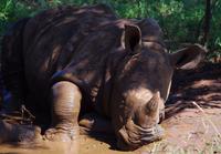 Nashorn Baby &ndash; &copy; Annett Müller (Eberhardt TRAVEL)