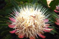 Protea &ndash; &copy; Annett Müller (Eberhardt TRAVEL)