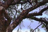 Empfangskomitee - Leopard &ndash; &copy; Annett Müller (Eberhardt TRAVEL)