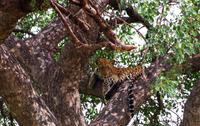 Empfangskomitee - Leopard &ndash; &copy; Annett Müller (Eberhardt TRAVEL)