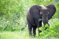 Timbavati - Abschiedskomitee &ndash; &copy; Annett Müller (Eberhardt TRAVEL)