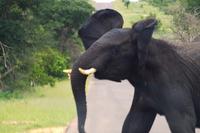 Timbavati - Abschiedskomitee &ndash; &copy; Annett Müller (Eberhardt TRAVEL)