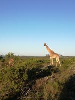 Kariega Wildreservat &ndash; &copy; Carina Henn (Eberhardt TRAVEL)