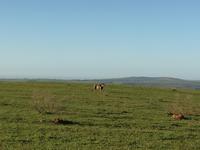 Kariega Wildreservat &ndash; &copy; Carina Henn (Eberhardt TRAVEL)