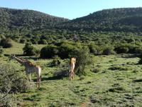 Kariega Wildreservat &ndash; &copy; Carina Henn (Eberhardt TRAVEL)