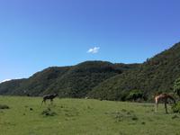 Kariega Wildreservat &ndash; &copy; Carina Henn (Eberhardt TRAVEL)