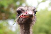 Was guckst du? &ndash; &copy; Susanne Schirmann (Eberhardt TRAVEL)