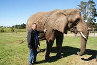 Elefanten hautnah im Knysna Elephant Park &ndash; &copy; Susanne Schirmann (Eberhardt TRAVEL)