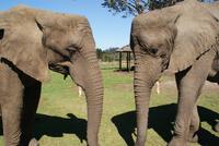 Elefanten hautnah im Knysna Elephant Park &ndash; &copy; Susanne Schirmann (Eberhardt TRAVEL)