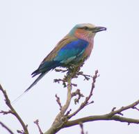 Gabelracke im Krüger Park &ndash; &copy; Susanne Schirmann (Eberhardt TRAVEL)
