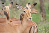 Madenhacker bei der Arbeit mit Impala  &ndash; &copy; Susanne Schirmann (Eberhardt TRAVEL)