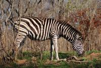 Steppenzebra &ndash; &copy; Susanne Schirmann (Eberhardt TRAVEL)