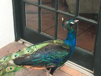 Pfau im 