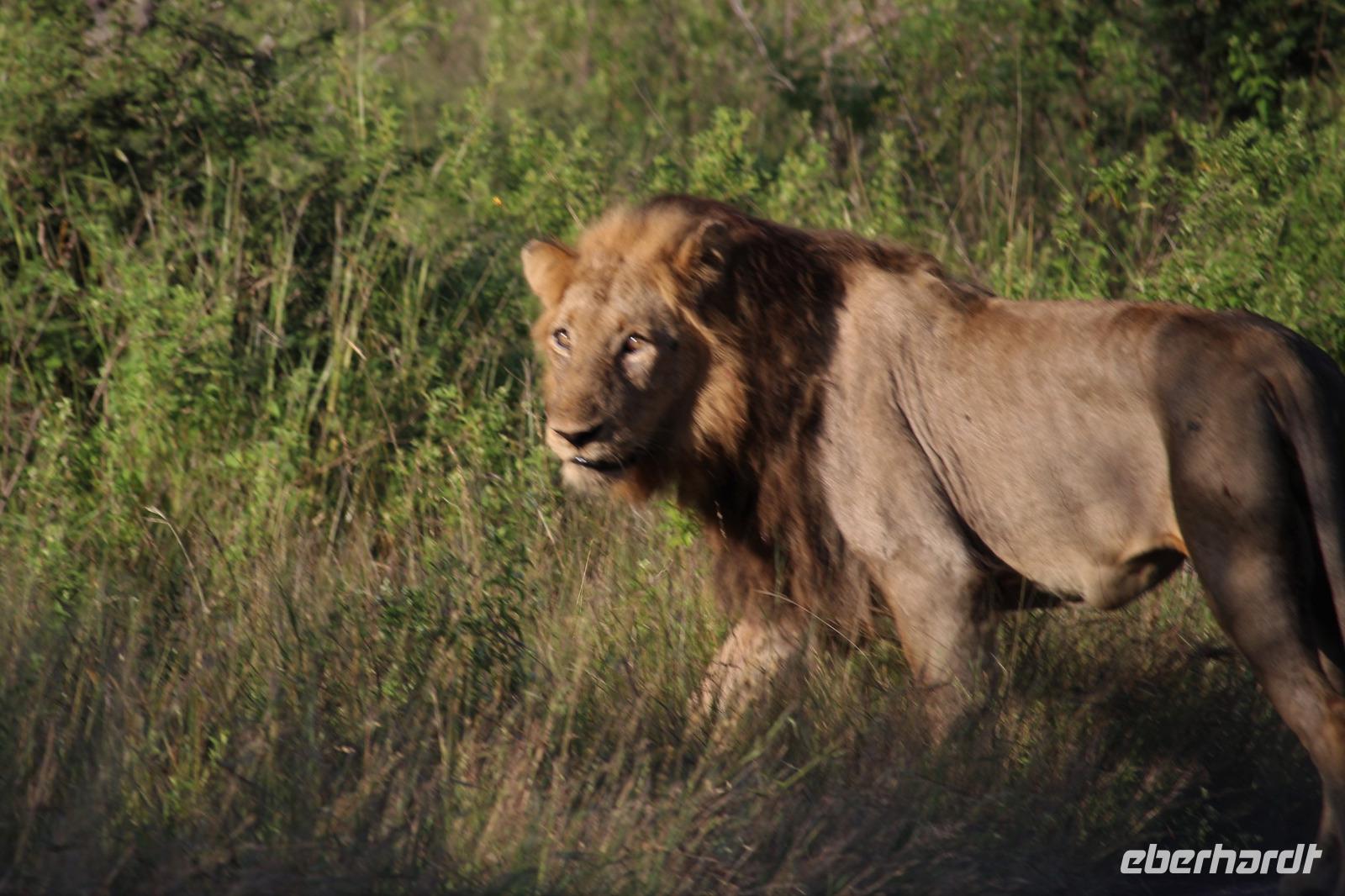452 Safari im Krüger-Nationalpark - Löwe &ndash; &copy; Marianne Förster (Eberhardt TRAVEL)