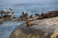 24 Seal-Island &ndash; &copy; Marianne Förster (Eberhardt TRAVEL)