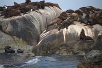 29 Seal-Island &ndash; &copy; Marianne Förster (Eberhardt TRAVEL)