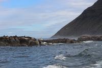 31 Seal-Island &ndash; &copy; Marianne Förster (Eberhardt TRAVEL)