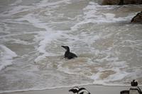 74 Pinguin-Kolonie am Boulders Beach &ndash; &copy; Marianne Förster (Eberhardt TRAVEL)