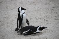 78 Pinguin-Kolonie am Boulders Beach &ndash; &copy; Marianne Förster (Eberhardt TRAVEL)