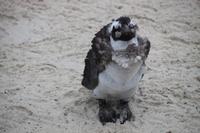 81 Pinguin-Kolonie am Boulders Beach &ndash; &copy; Marianne Förster (Eberhardt TRAVEL)