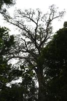 236 Big Tree &ndash; &copy; Marianne Förster (Eberhardt TRAVEL)