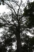 237 Big Tree &ndash; &copy; Marianne Förster (Eberhardt TRAVEL)