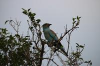276 Safari im Hluhluwe-Umfolozi Nationalpark &ndash; &copy; Marianne Förster (Eberhardt TRAVEL)