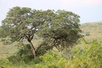 298 Safari im Hluhluwe-Umfolozi Nationalpark &ndash; &copy; Marianne Förster (Eberhardt TRAVEL)