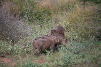 443 Safari im Krüger-Nationalpark - Warzenschwein &ndash; &copy; Marianne Förster (Eberhardt TRAVEL)