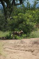 478 Safari im Krüger-Nationalpark - Afrikanischer Wildhund &ndash; &copy; Marianne Förster (Eberhardt TRAVEL)
