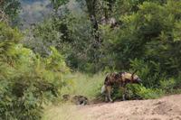 479 Safari im Krüger-Nationalpark - Afrikanischer Wildhund &ndash; &copy; Marianne Förster (Eberhardt TRAVEL)