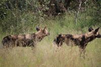 481 Safari im Krüger-Nationalpark - Afrikanischer Wildhund &ndash; &copy; Marianne Förster (Eberhardt TRAVEL)
