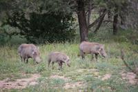 488 Safari im Krüger-Nationalpark - Warzenschwein &ndash; &copy; Marianne Förster (Eberhardt TRAVEL)