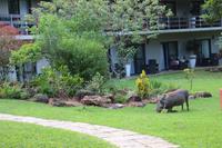657 Warzenschwein in der Lodge - Rasenmäher &ndash; &copy; Marianne Förster (Eberhardt TRAVEL)