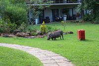 658 Warzenschwein in der Lodge - Rasenmäher &ndash; &copy; Marianne Förster (Eberhardt TRAVEL)