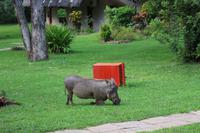 659 Warzenschwein in der Lodge - Rasenmäher &ndash; &copy; Marianne Förster (Eberhardt TRAVEL)