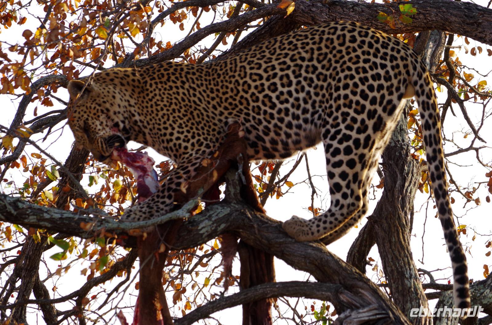 Timbavati Game Reserve - Safari - Leopard mit Beute &ndash; &copy; Annett Müller (Eberhardt TRAVEL)