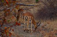 Timbavati Game Reserve - Safari - Impalas &ndash; &copy; Annett Müller (Eberhardt TRAVEL)