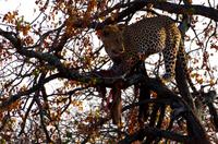 Timbavati Game Reserve - Safari - Leopard mit Beute &ndash; &copy; Annett Müller (Eberhardt TRAVEL)