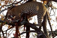 Timbavati Game Reserve - Safari - Leopard mit Beute &ndash; &copy; Annett Müller (Eberhardt TRAVEL)