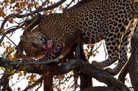 Timbavati Game Reserve - Safari - Leopard mit Beute &ndash; &copy; Annett Müller (Eberhardt TRAVEL)