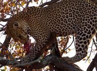 Timbavati Game Reserve - Safari - Leopard mit Beute &ndash; &copy; Annett Müller (Eberhardt TRAVEL)