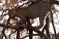 Timbavati Game Reserve - Safari - Leopard mit Beute &ndash; &copy; Annett Müller (Eberhardt TRAVEL)