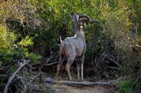 Timbavati Game Reserve - Safari - Kudu Bock &ndash; &copy; Annett Müller (Eberhardt TRAVEL)