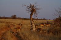 Timbavati Game Reserve - Safari - Impalas &ndash; &copy; Annett Müller (Eberhardt TRAVEL)