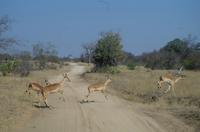 Timbavati Game Reserve - Safari - Impalas &ndash; &copy; Annett Müller (Eberhardt TRAVEL)