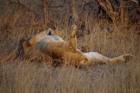 Timbavati Game Reserve - Safari - Löwen Yoga &ndash; &copy; Annett Müller (Eberhardt TRAVEL)